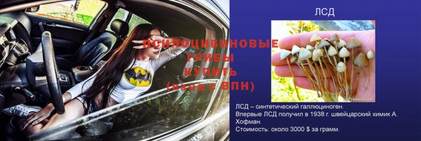 ПСИЛОЦИБИНОВЫЕ ГРИБЫ Сосновый Бор